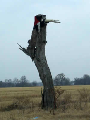 Ivory-bill head painted on a dead tree