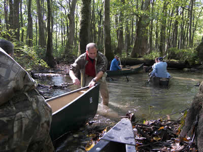 Pulling canoes over a beaver dam