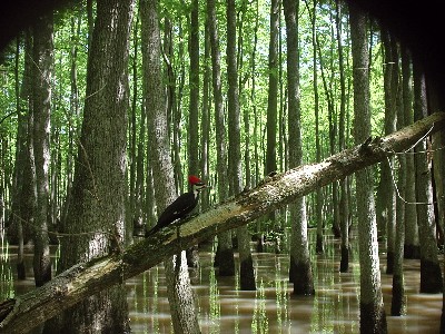 Pileated picture