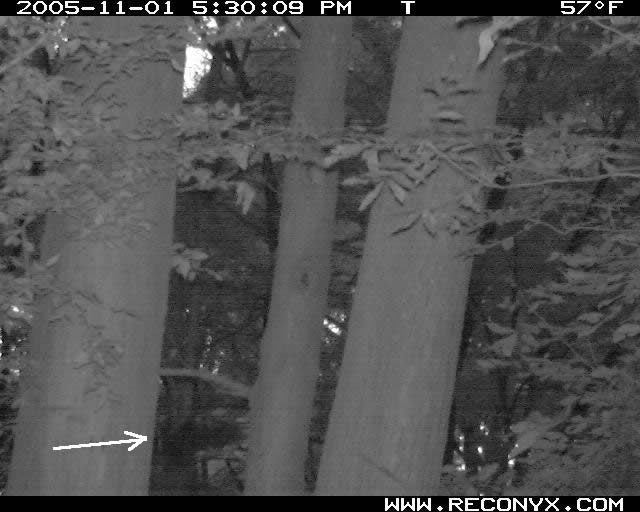 Owl flying to a branch