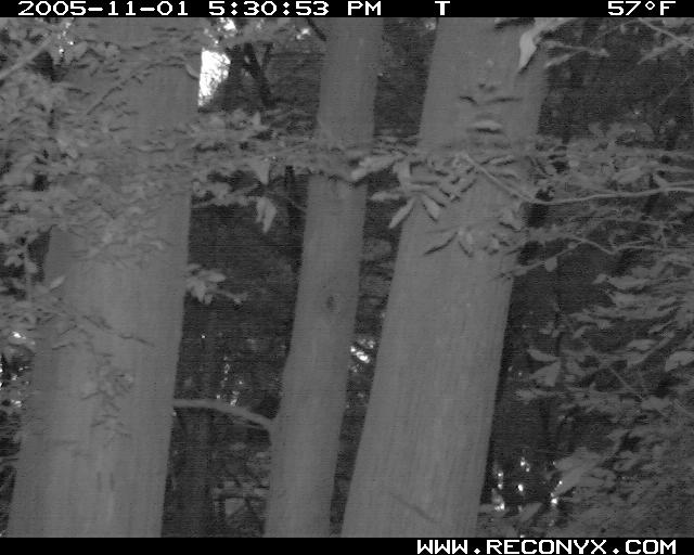 Owl on a branch