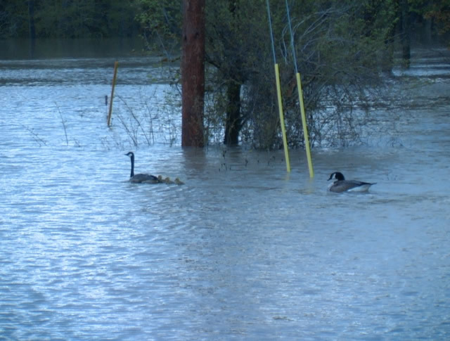 Canada Geese in the high water