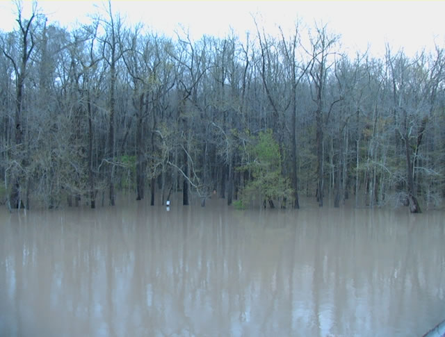 Flooded woods along Bayou De View