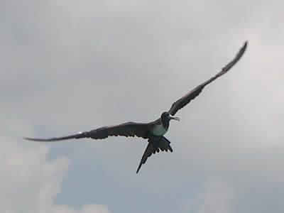 Magnificent Frigatebird in Key West, FL