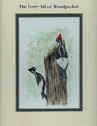 Picture of Ivory-billed Woodpeckers painted by Sharen Carter