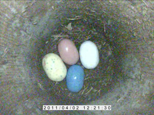 Colored eggs in a nest cavity