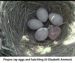 Pinyon Jay nest with four eggs and a hatchling