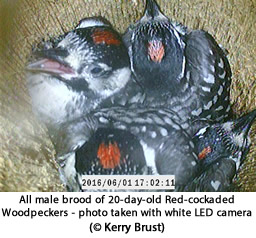 Male Red-cockaded woodpecker brood showing red crowns