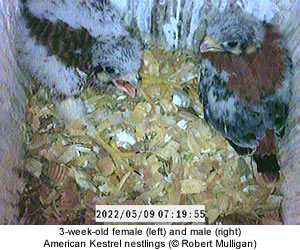 American Kestrel nestlings