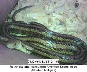 Rat snake in a Kestrel nest
