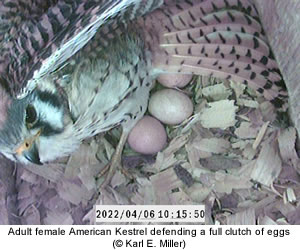 Female Kestrel defending eggs