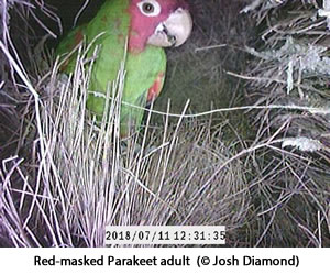 Red-masked Parakeet adult