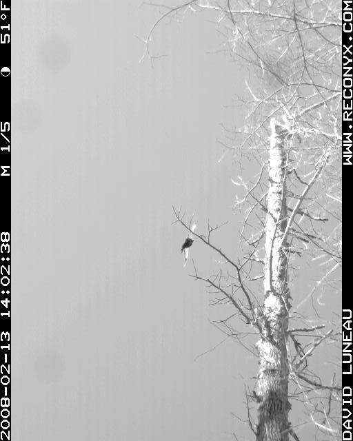 Pilieated Woodpecker