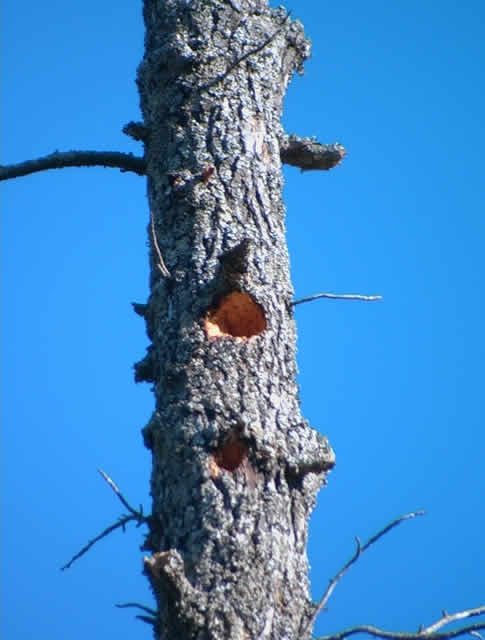 Woodpecker excavations in a tree