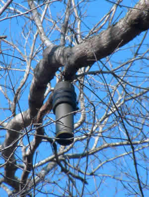 South Run Avian Bioacoustics acoustic node hanging high in a tree