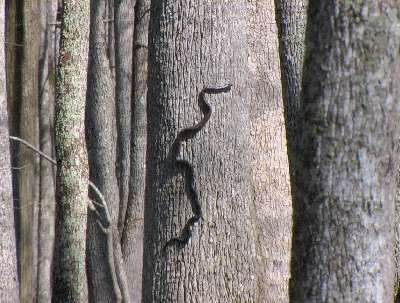 Black Rat Snake