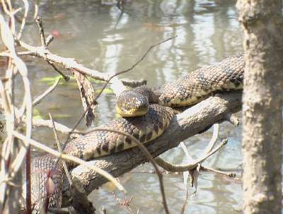 Diamond-backed Water Snake