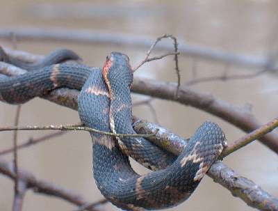 Broad-banded Water Snake