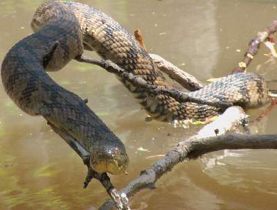 Diamond-backed Water Snake