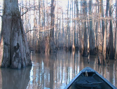 First day of Spring 2009 in the swamp