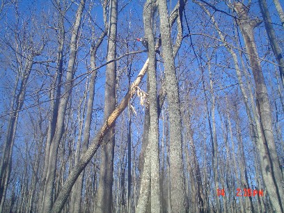 Pileated picture