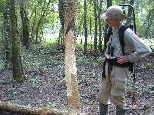 Same tree on July 20, 2003