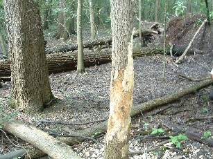 Back side of the same tree on July 20