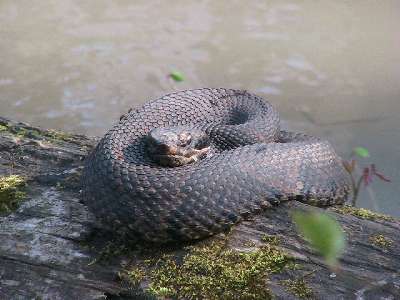 Cottonmouth