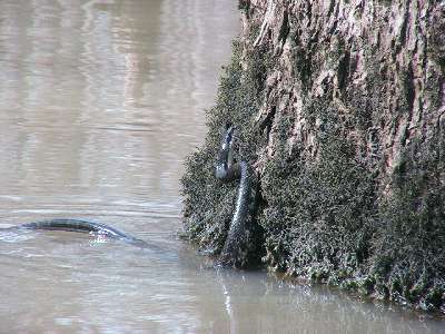 Black Rat Snake