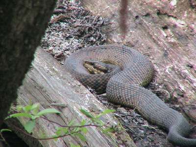 Cottonmouth