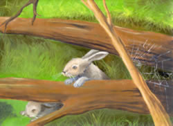 Illustration of bunnies