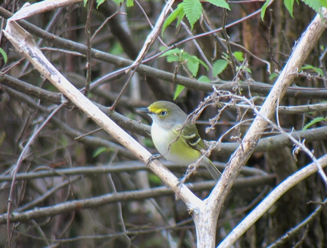 White-eyed Vireo