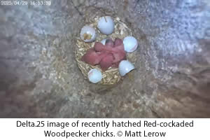 RCW hatchlings