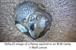 Flying squirrel in an RCW nest cavity