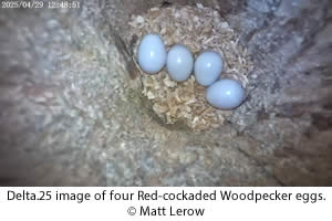 RCW nestling on corn snake