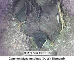 Common Myna adult and young