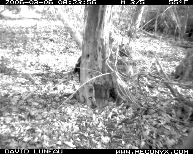 PIWO on the base of a tree