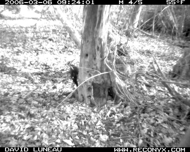 PIWO on the base of a tree