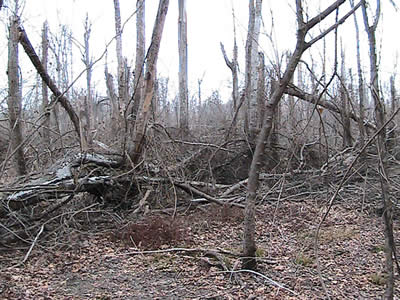 Tornado destruction in the White River NWR